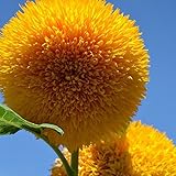 15 Seeds Sunflower Teddy Bear Dwarf Sex Beautiful Flower Seeds