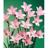 毎年花が咲く球根 ハブランサス ロブスター 10球 ピンク