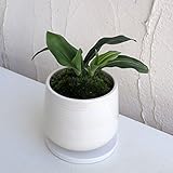 [ギフトに]万年青 （おもと）：出世実生／もえ白S[受け皿付き] ノーブランド品