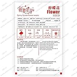 オリジナルパック酔っ蝶の花の種盆栽とげクモの花クレオメスピノサの花biji観賞花の種 - 60個
