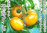 【てしまの苗】接木トマト/桃太郎ゴールド 9cmポット