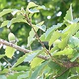 雑木林 苗木 コナラ 12cmポット苗 こなら 苗