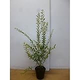 シルバープリペット 樹高0.5m前後 15cmポット ポット入り 生垣用 苗木 植木 苗 庭木 生け垣