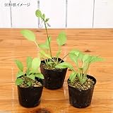 (山野草)黄金ギボウシ(黄金擬宝珠) 3号(1ポット) 本州・四国限定[生体]