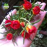 500 Mixed Color Moss-rose Purslane Double Flower Seeds for planting (Portulaca grandiflora), heat to
