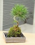 置くだけで温かみを感じるモダンな苔玉【黒松の苔玉・焼締角器・敷石セット】 (黒石)