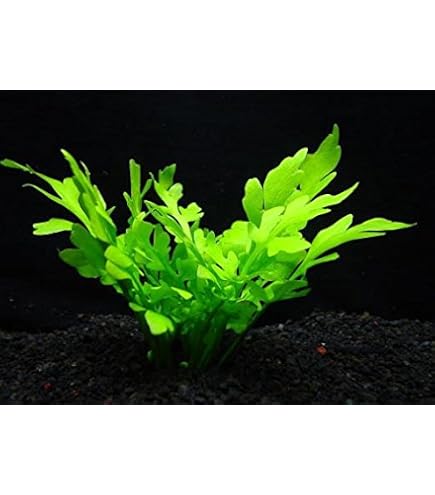 Amazon.co.jp: （水草）ボルビティス ヒュディロティ（水中葉）（無
