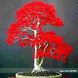 Potted plant seeds 20 PCS American blood red Maple Tree Seeds Bonsai Home & Garden