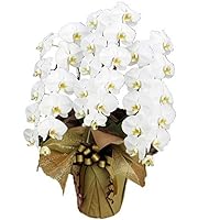 Amazon Co Jp 売れ筋ランキング 胡蝶蘭 の中で最も人気のある商品です