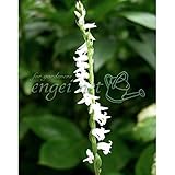 ネジバナ(モジズリ）：白花モジズリ2.5号ポット（国産）[ねじばな] ノーブランド品