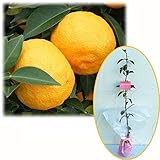 苗木ギフト：ユズ（柚子）：本柚子[ホンユズ・大実ユズ]「おめでとうございます」カード付[記念樹]
