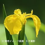 山野草:キショウブ (黄菖蒲) 10.5cmポット苗【紫桜館山の花屋】