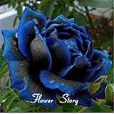 20 Midnight Supreme Rose Seeds , Rare color, Real seeds, Ideal DIY Home Garden Flower