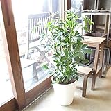 Amazon Co Jp シェフレラ ホンコンカポック 7号 観葉植物 鉢植え ホーム キッチン