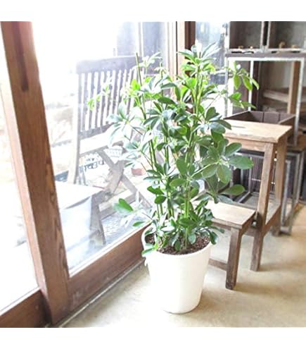 Amazon｜シェフレラ ホンコン カポック 10号｜観葉植物 オンライン通販