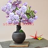 6 colors japanese sakura seeds 2015 new seeds Cherry Blossoms Seeds Japanese Cherry Cerasus Yedoensi