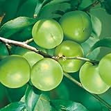 梅(ウメ)苗木 竜峡小梅