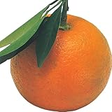 国華園　果樹苗　カンキツ　ダイダイ　特等苗　1株