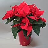 ポインセチア：シャイニングレッド4号鉢植え ノーブランド品