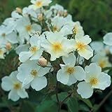 バラ苗 キューガーデン 大苗ＥＲ6Ｌ専用角鉢入 白系 イングリッシュローズ