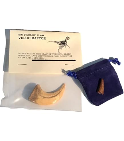 Amazon | DINOSAURS ROCK ティラノサウルス レックス トゥース