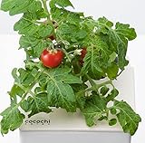 協和ハイポニカ 家庭用水耕栽培装置 ホームハイポニカ MJA076 cocochi saien (ここちさいえん) 心知菜園 スノーホワイト (ミニトマト)