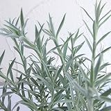 ヘリクリサム：ホワイトシップ2.5号4株セット[寄せ植えに！美しいシルバーのカラーリーフ] ノーブランド品