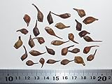 【モミジ・カエデの種】サトウカエデ（シュガーメープル） ［ペンシルベニア州産］ 種子30粒 Northern sugar maple 30 seeds