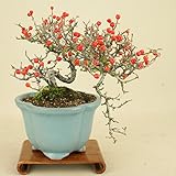 いよじ園 こけももカマツカ (珍品) 貴風盆栽 (実物盆栽)