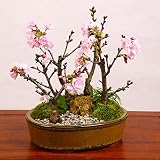 豪華旭山桜5本寄植え!桜寄せ盆栽~『桜林』~