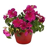 花市場直送便 花苗 インパチェンス 紫 8入