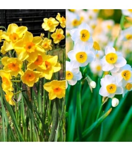 Amazon.co.jp: スイセン 球根 水仙スペシャルミックス 60球（無選別