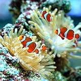 Amazon 海水魚 マンダリン ｓ ｍサイズ １匹 北海道 九州航空便要保温 Charm チャーム 観賞魚 水中生物 通販