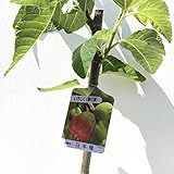 イチジク 苗木 日本種 12cmポット苗 いちじく 苗 無花果