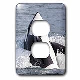 3dRose lsp_205926_6 Usa, Alaska. Orca Whale Breaching. - 2 Plug Outlet Cover [並行輸入品]