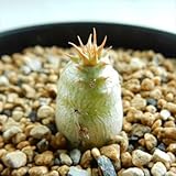 caパキポディウム マカイエンセ 多肉植物 パキポディウム2.5号プラ鉢