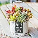 多肉植物 寄せ植え taniku シャビー ラベル 缶 ラウンド Lサイズ （ ホワイト 柄 ）