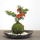 年に数回可憐な花が楽しめます【紅長寿梅（べにちょうじゅばい）の苔玉・炭化焼締器・敷石セット】 (敷石の色（白石）)