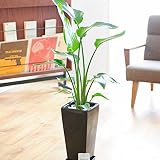 観葉植物　オーガスタ　7号　高陶器　角黒（ストーン付）　＜　誕生日祝い　結婚祝い　結婚記念日　出産祝いに　＞
