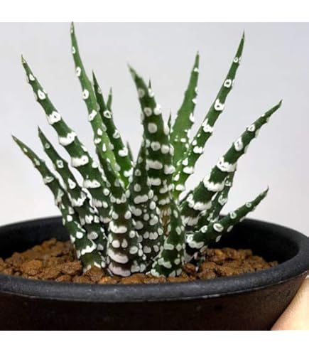 Amazon.co.jp: ハオルチア 翠雲錦 糊斑 美株 : DIY・工具・ガーデン