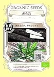 西洋 ごぼう ゴボウ / サルシファイ / 有機 種子 固定種 / グリーンフィールド / 根菜 [小袋]