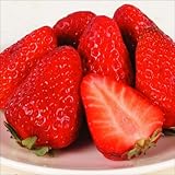 国華園　イチゴ苗　紅ほっぺP　3株【※発送が国華園からの場合のみ正規品です】