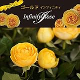 インフィニティローズ・ゴールド3.5号プラ鉢入り 2鉢セット[インフィニティローズの黄花品種] ノーブランド品