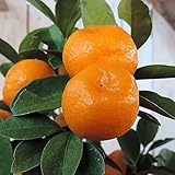 【金柑 苗木】福寿（大実）キンカン 13.5cmポット苗