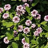 ヒメイワダレソウ　（リピア）3号ポット