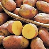 ジャガイモ・インカのひとみの種芋（500ｇ）