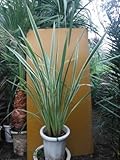 ニューサイラン・バリエガータ鉢植え 斑入り葉 全長120~150CM