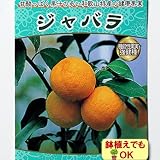 2017年新苗・果樹苗 常緑低木 柑橘系 ジャバラ 4.5号(直径13.5cm)ポット