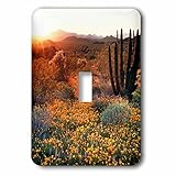 Danita Delimont – サンセット – アリゾナ、Organ Pipe Cactus NM、Wildflowers among Saguaroサボテン – 照明スイッチカバー – シングル