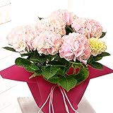 母の日 あじさい コットンキャンディ ピンク 色変わり 鉢花 フラワーギフト プレゼント 鉢花 紫陽花 アジサイ